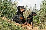 DOBERMANN 679